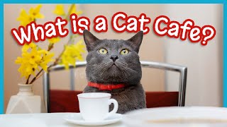 What is a Cat Cafe?