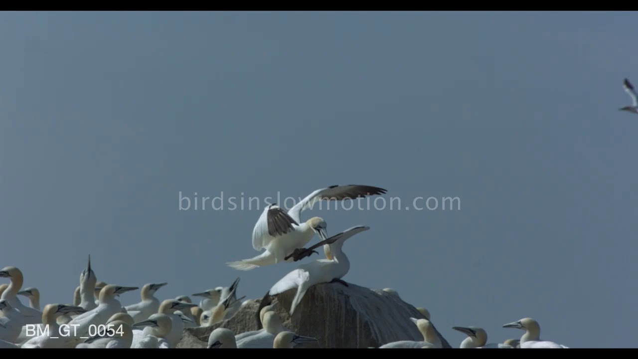 Gannet dives down to attack another - birdsinslowmotion.com