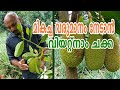 Vietnam Super Early Jack Fruit | വിയറ്റ്നാം സൂപ്പർ ഏർളി ചക്ക വിശേഷങ്ങളുമായി സലേഷ് | Vlog#34