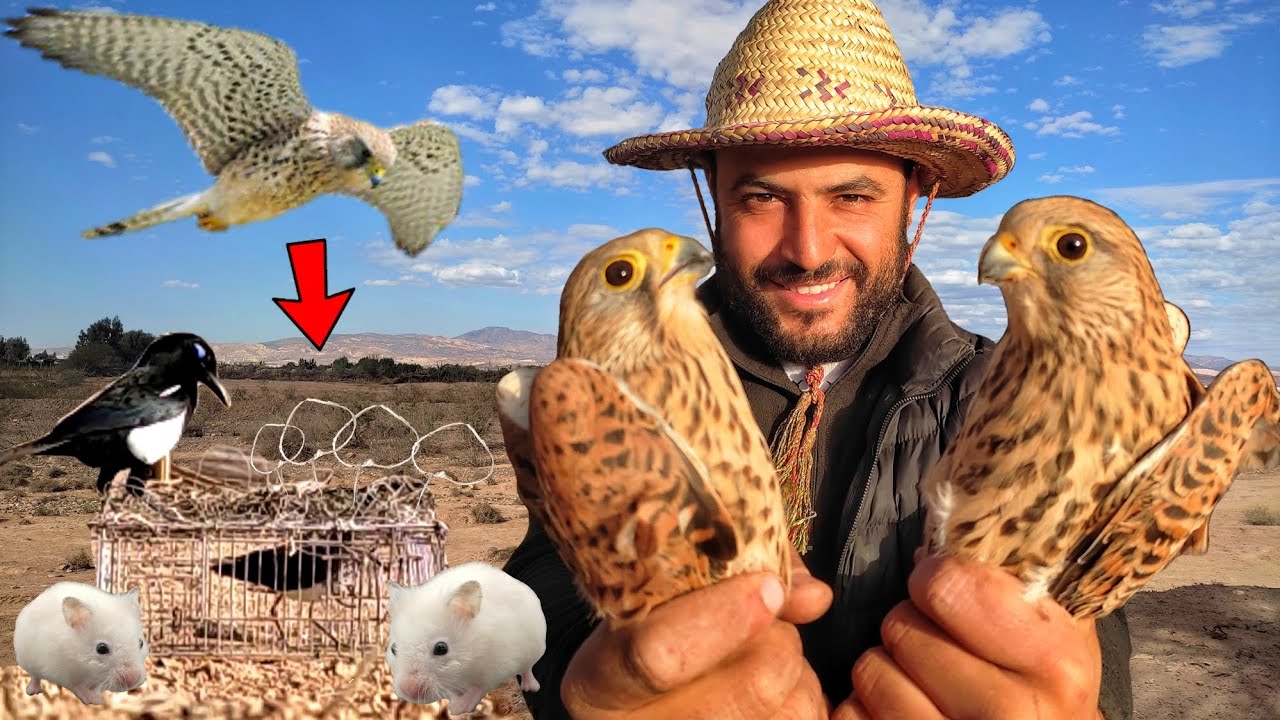 رحلة صيد الصقر بالصقر 😱 رحلة مليئة بالأحداث الشيقة 🦅👌