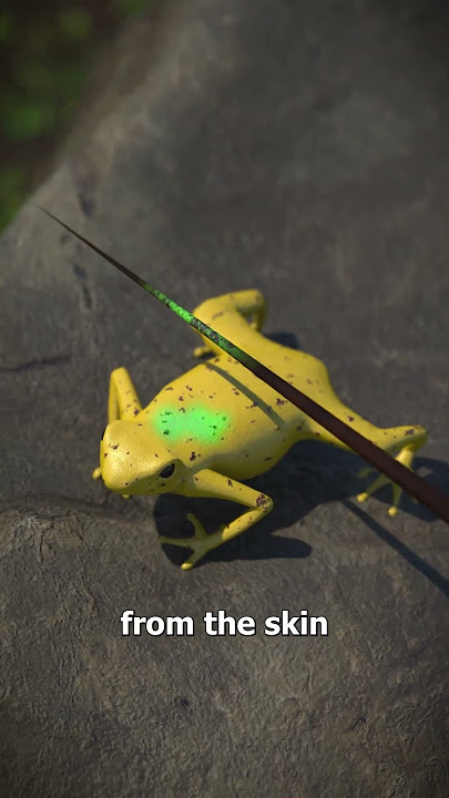 How Hunters Used Poison Dart Frogs 😲