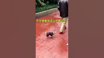 Những pha Hài hước của thú cưng 08 #funny