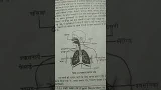 मानव श्वसन तंत्र//Human Respiratory System#bali_classes