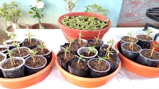Adenium Seedlings Repotting with Zero Mortality Rate