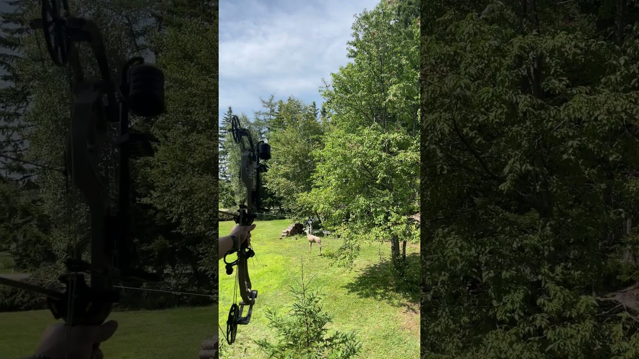 Shooting 3D Deer Target from a Tree Stand