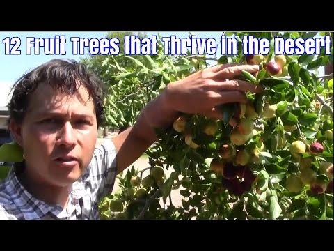Video: Voćka za pustinjsku klimu – uzgoj voćaka u sušnim uvjetima