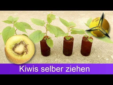 Video: Winterpflege von Hardy Kiwi - Muss Hardy Kiwi überwintert werden?