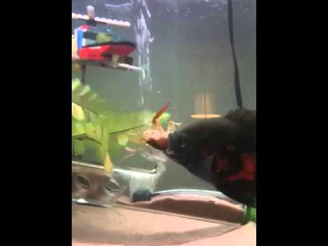 Oscar fish eating crayfish - YouTube