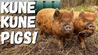 Kune Kune Pigs are the best!