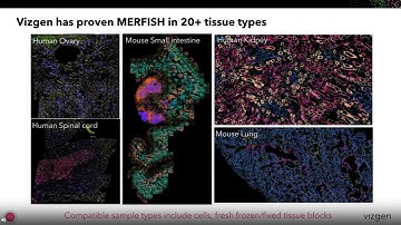 Constructing a Spatially Resolved Single-cell Atlas of the Mouse Retina with the MERSCOPE Platform