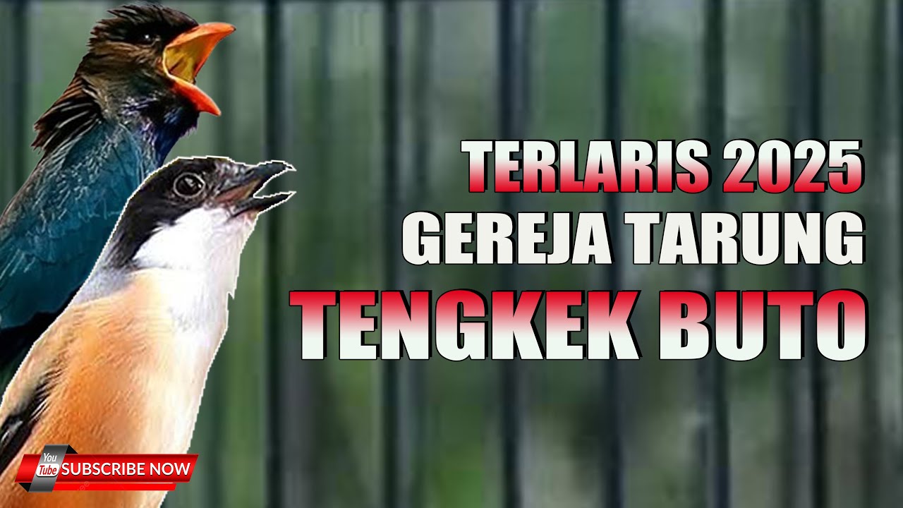 MASTERAN CENDET TERLARIS TENGKEK BUTO SAMBUNG GREJA TARUNG UP TO 2025