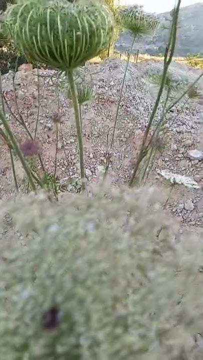 نبات الخلة او الجزر البري