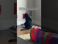 “What does it take to get some service around here?!” - 🐈‍⬛ #Cat #BlackCat #CatShorts
