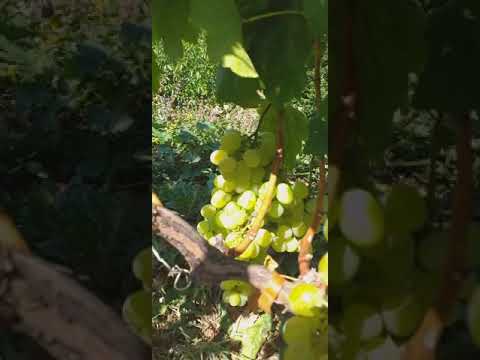 Video: Çfarë është Fara E Rapës