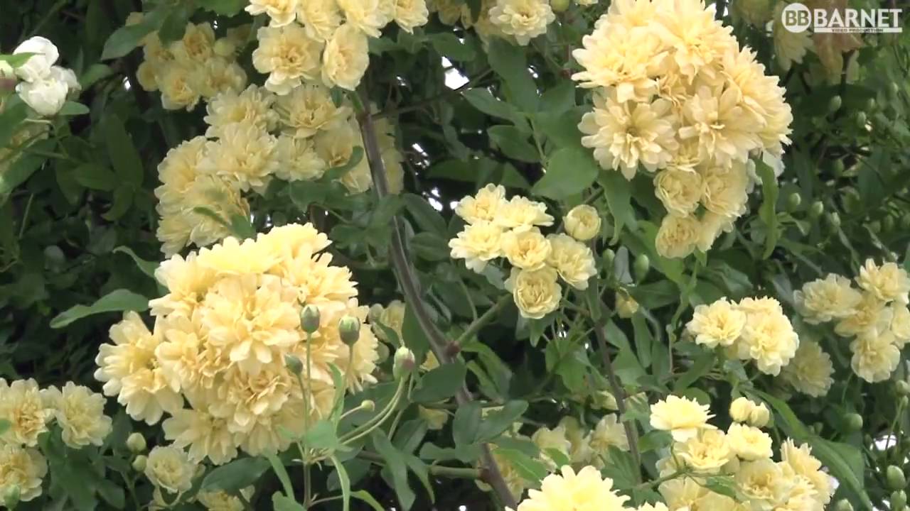 Lackbeize Jaune - Colorant à Bois Jaune - Bindulin - Pour Teinture De Meubles
