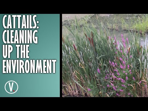 Video: Cattail cu frunze late - o plantă demnă de patronaj