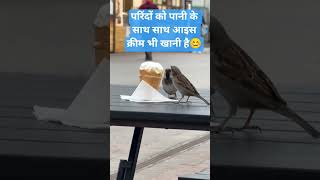 #birds #icecream #water #viral #trending