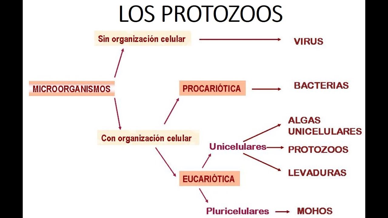 que son las protozoarios que son las protozoarios