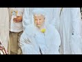 Shaykh mahmud efendi visiting masjid alnabawi with 50000 students