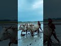 #vairal #funny #singing #cover #vlogwithsohelvillagelifestyleinbangladeshbeautiful #rafsanblogs