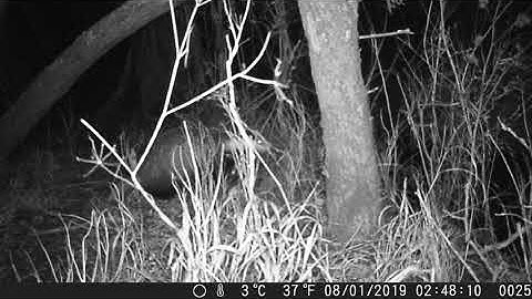 Badger sniffing and scent marking