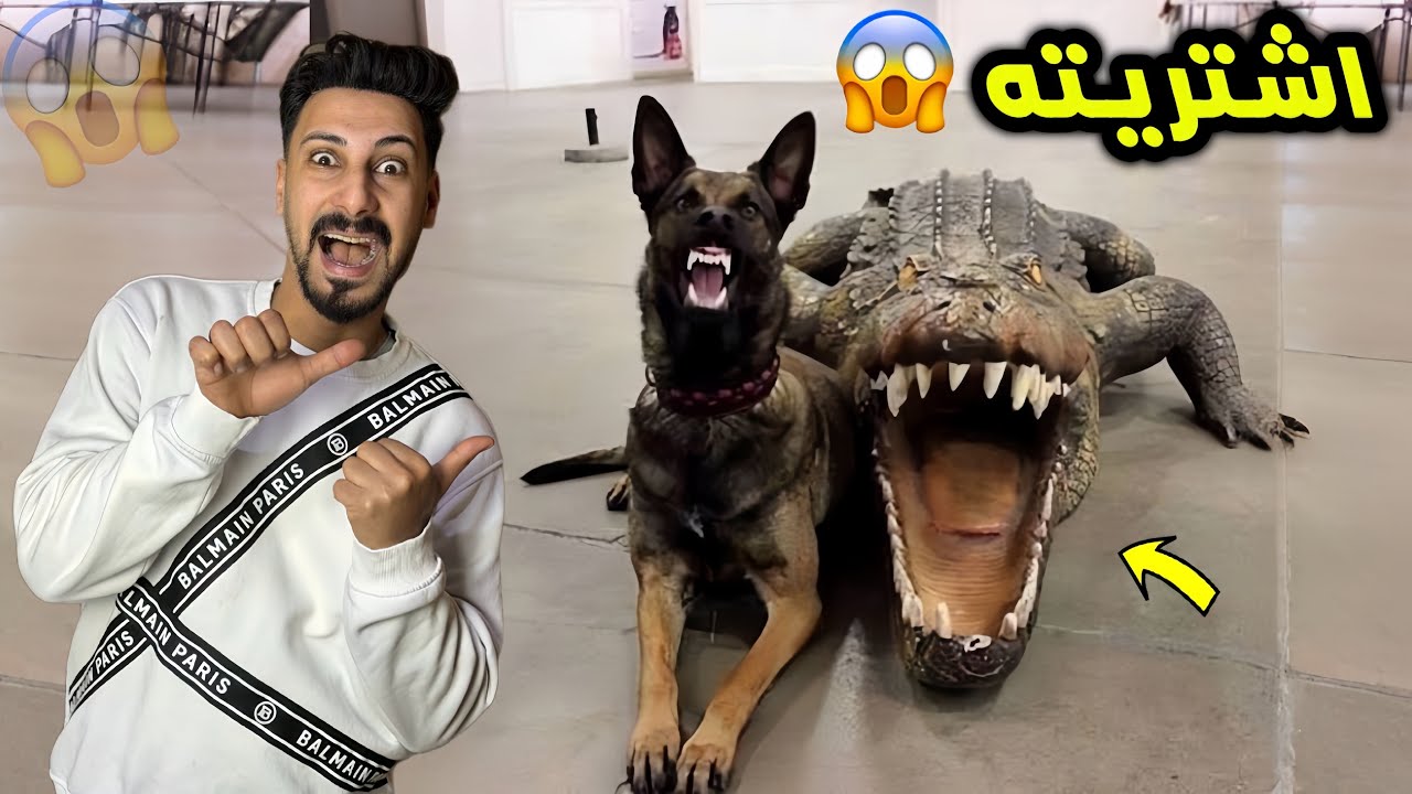 اشتريت كلب مالينو جديد شكل التمساح😱