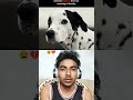 dog loyalty 💔#dogs #dogshorts #loyalty #animals