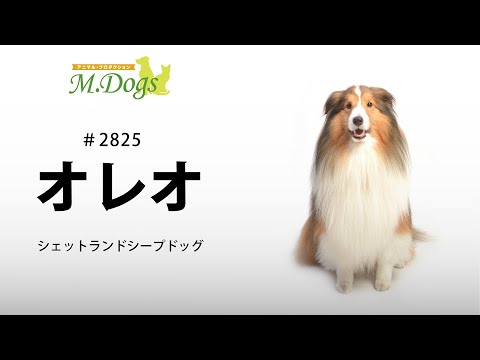 ペットモデル #2825 シェットランドシープドッグ「オレオ」