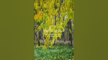 قران كريم ارح قلبك وسمعك #quran #قران @قران_في_دقيقة