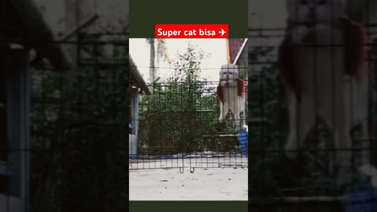 kucing lucu jadi super hero marvel😂🤣🤣