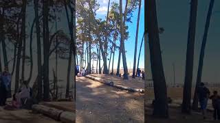 Curanipe, Región del Maule 🇨🇱#larutadelasratas #playa #bosque #chile #aves #vida #life #paz #sol