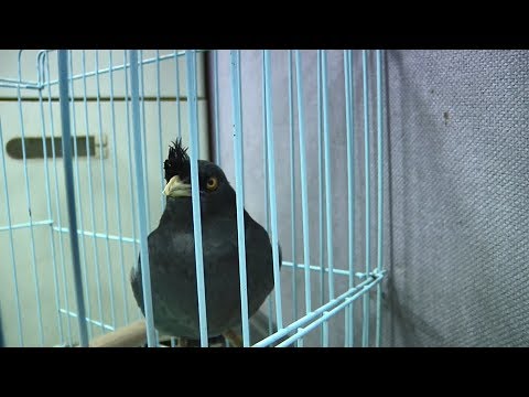 業者非法走私 每年數百隻動物被安樂死 20180730 公視中晝新聞