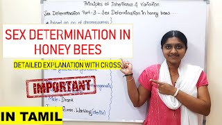 Sex Determination In Honey Bees | In Tamil | Class 12 | Principles Of Inheritance & Variation |