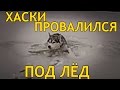 ХАСКИ ПРОВАЛИЛСЯ ПОД ЛЁД / HUSKY FELL UNDER the ICE