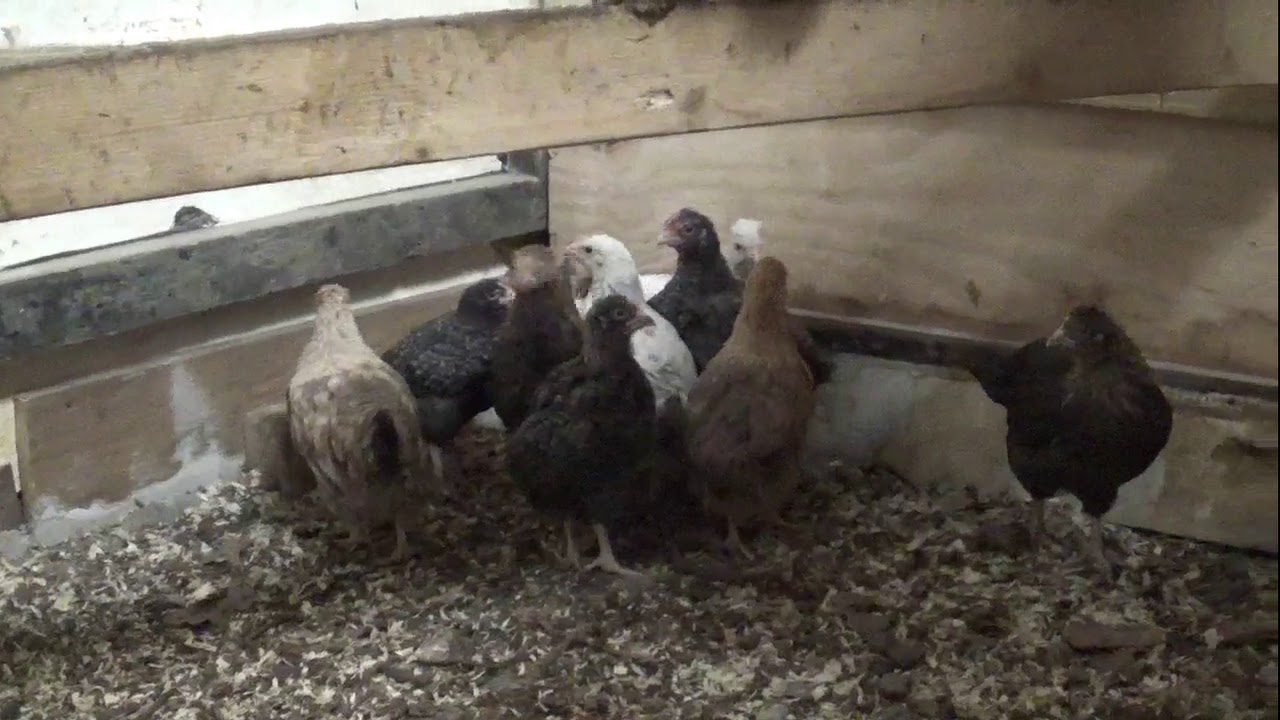 Quick Chick and Farm Update May 2020 YouTube