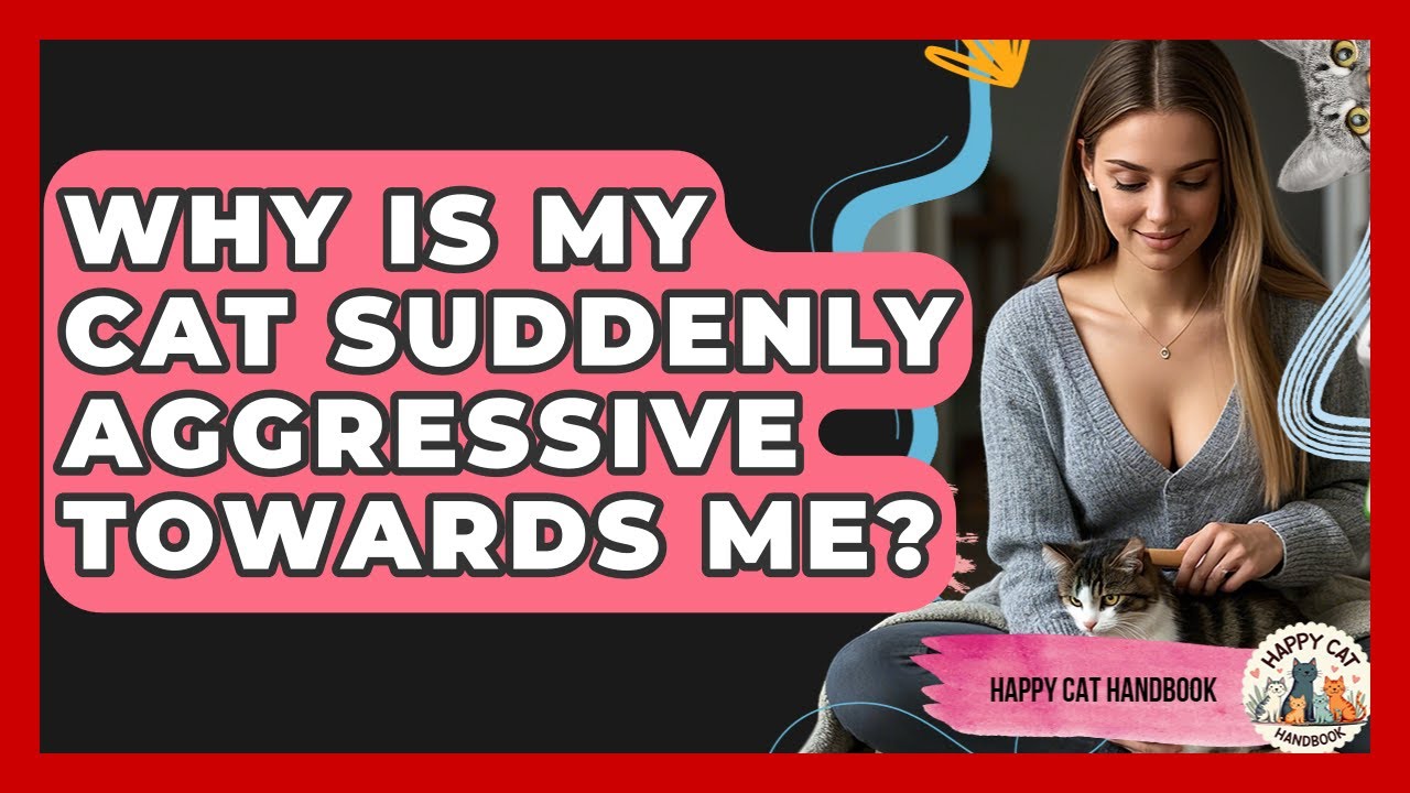 Why Is My Cat Suddenly Aggressive Towards Me? - Happy Cat Handbook