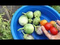 Terrace garden 🤩 Harvesting &care👍🍁