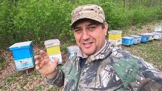 ✅ Ловля Роев Начинается! Пасека в Лесу! #пчеловодство1