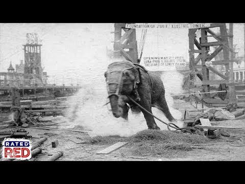 Video: Wann hat Thomas Edison einen Elefanten durch Stromschlag getötet?