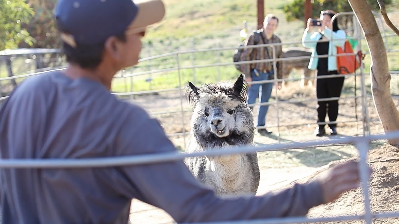 A Place in California Where You Could Pet Over 40 Alpacas