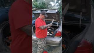 Jour 20 Une Belle Allure Et Des Tonalités Mélodieuses