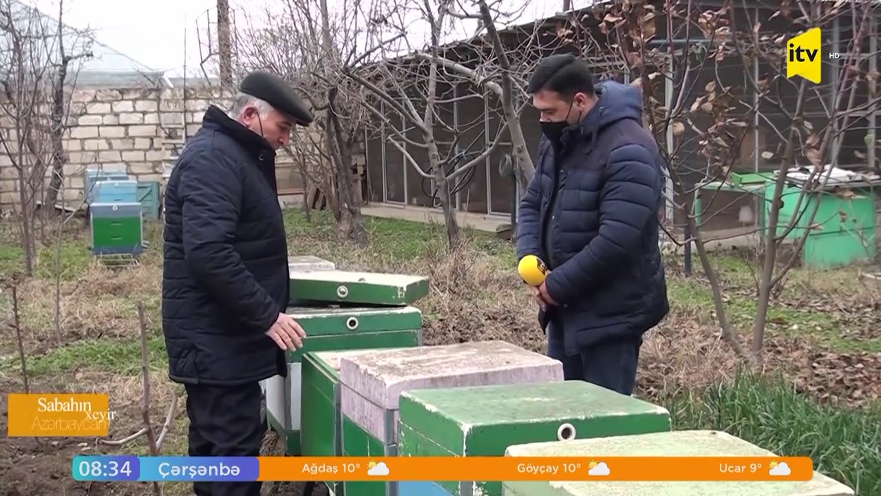 Arılar qış yuxusunda, arıçılar iş başında