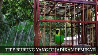 CARA MEMILIH JENIS CUCAK IJO UNTUK DI JADIKAN BURUNG PEMIKAT