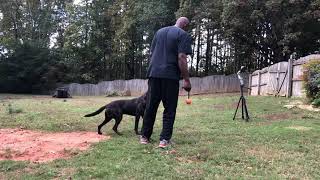 Dutch Shepherd learning to heel backwards
