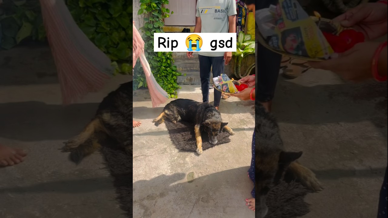 Rip 🙏🏼 germen shepherd dog 