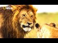 Lions of ethiopia wild nat geo documentary 2017