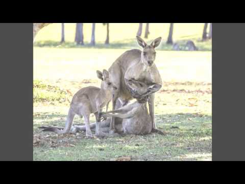 Inside a Kangaroo Pouch - Smarter Every Day 139