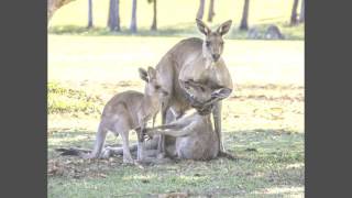 Inside a Kangaroo Pouch - Smarter Every Day 139