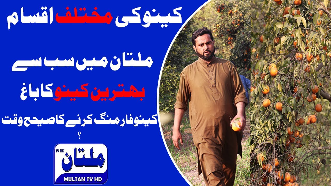 Best Oranges in Multan | Types of oranges in Pakistan | Orange Farming Tips | MultanTVHD
