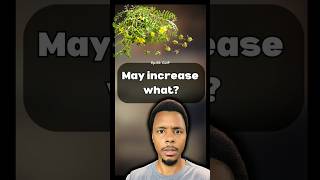 Licorice Root Your Guts Best Friend But Watch Blood Pressure